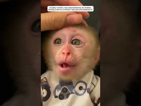 The little monkey was abandoned by his mother in a storm..