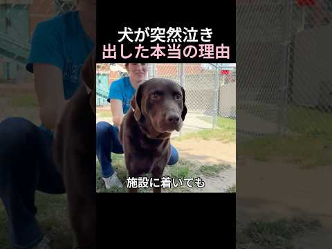 犬が突然泣き出した本当の理由