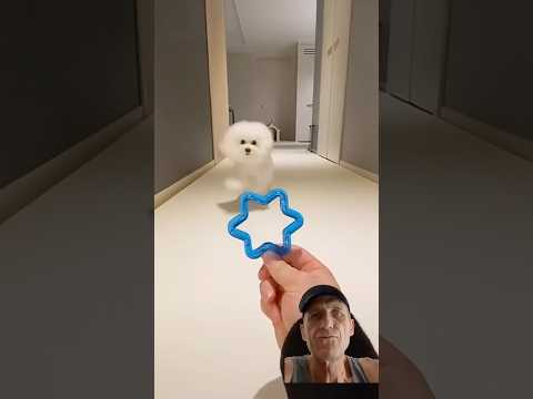 Dogdog dog lover #dog #dogs #pets #puppy #cute #doglife #funny #dogshorts #viral #shorts