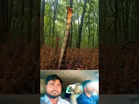 🐸 #youtubeshorts #funnyanimals #ekmotahathighumechala