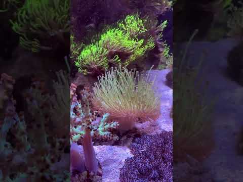 Long tentacle toadstool coral #reef #fish #reeftank #aquarium #saltwater #coral #shorts #fyp