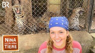 Der Indische Leopard geht um | Reportage für Kinder | Nina und die wilden Tiere | BR
