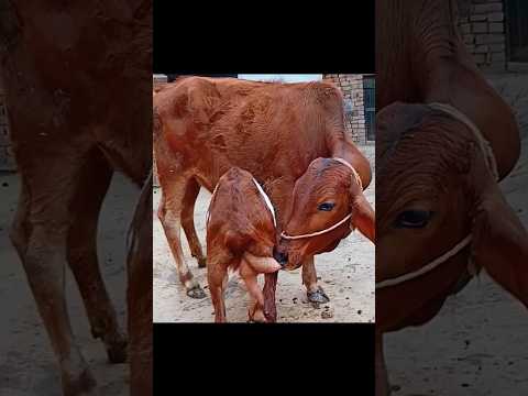 #ytshorts #cow #funny #dairyherd #farmers