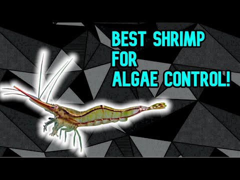The Best Shrimp for Algae Control! Hair Algae is a Pain to Deal With! 

Pinocchio shrimp are beasts when it comes to hair algae. Pair t
