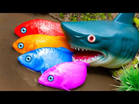 Baby Shark Helps Koi Fish ! Crab, Eel, Fish, Songoku Kungfu Primitive Video STOP MOTION ASMR COOKING
