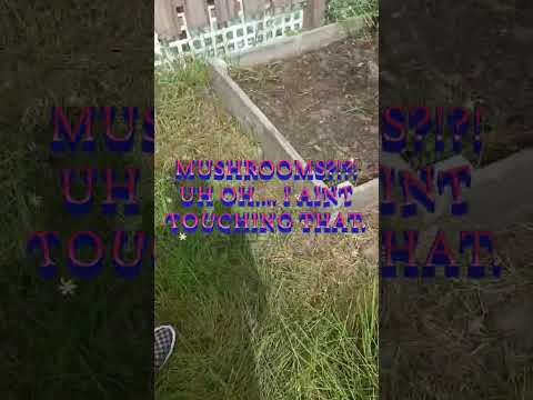 #our #Melons #💧melons #growing #fruitonthegrapevine