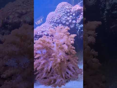 soft coral #aquarium #aquaria 