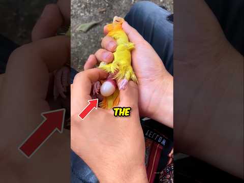 Parrot Laying Eggs... 🦜