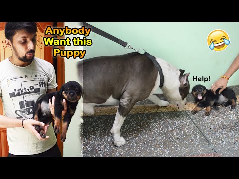 Mera Pitbull Dog is Rottweiler Puppy se Milakar पागल हो गया 😅 | Mafia The Pitbull