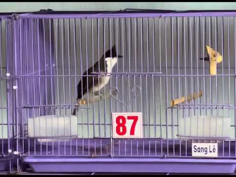 Mã 87 cui thiết mộc chân 🌾 êm