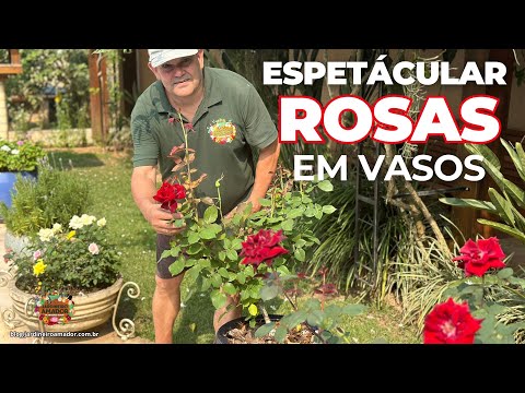 Rosas em Vasos o Espetáculo das Flores