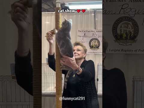 Funny moments at the cat show#cat #catsoftiktok #fyp #fypシ #catlover #funny #pet #foryoupage