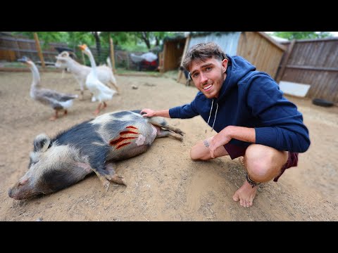 MY PET PIG GOT ATTACKED!!! Gave it a full send in today's episode.

Mystery Boxes ► https_//handheldstocks.com/
NEW MERCH ►