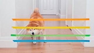當主人用膠帶測試柴犬智商，下一秒狗狗的反應，簡直笑瘋了！