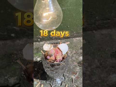 লাইটের গরমে কবুতরের ডিম থেকে বাচ্চা ফুটলো #pigeon #kabutar #shorts #trending #video