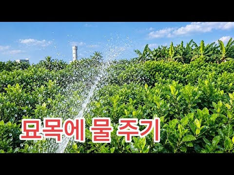 모종에 물을 함께 <strong>주자</strong>.