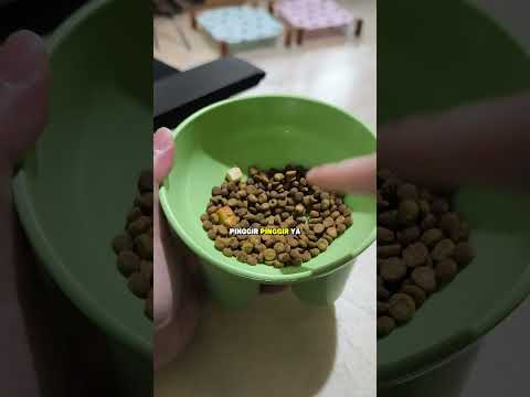 review mangkok kucing berkaki