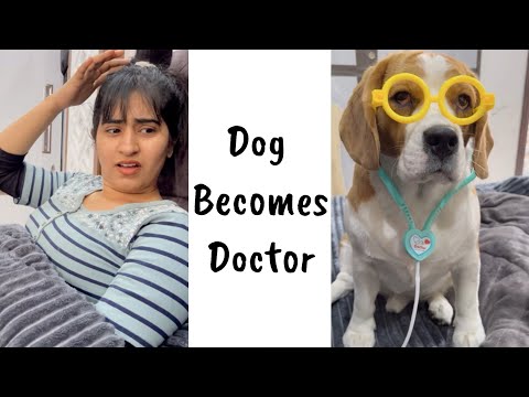 Dog becomes Doctor (@radiant_romeo )