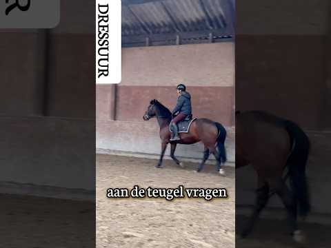 Aan de teugel met een zachte hals #horsetrainingtips