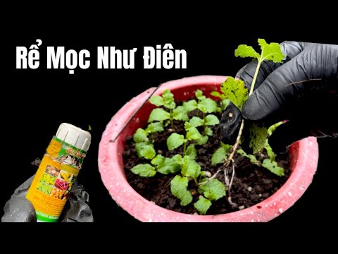 Chi Cần 1 Đến 3 Giọt Chồi Non Sau 5 Ngày Rể Mọc Như Điên