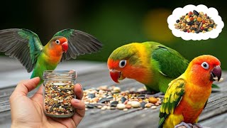 Lovebird's Top 5 Favorite Veggies! 🥬🌽| Smart lovebird Parrot #lovebird #parrot #birdslover