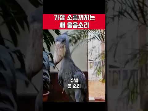 가장 소름끼치는 새 소리 ㄷㄷ#shortvideo #shorts