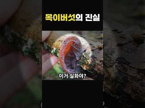 우리가 먹던 그거 맞습니다