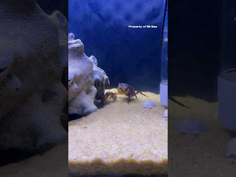 Crab Claws Severed After Being Punched by Mantis Shrimp #mantisshrimp #udangmantis