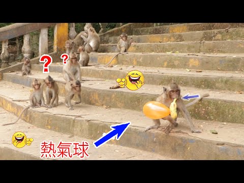 Monkey video Prank monkey #funny #monkey #monkeyvideo #animals #funnyanimal #monkeyshow #animals