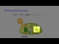 Photosynthesis Concepts and Processes