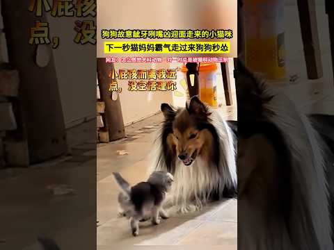 狗狗故意齜牙咧嘴兇迎面走來的小貓咪，下一秒貓媽媽霸氣走過來狗狗秒慫，網友：怎麼感覺犬科動物一對一時總是被貓科動物壓制！#shorts