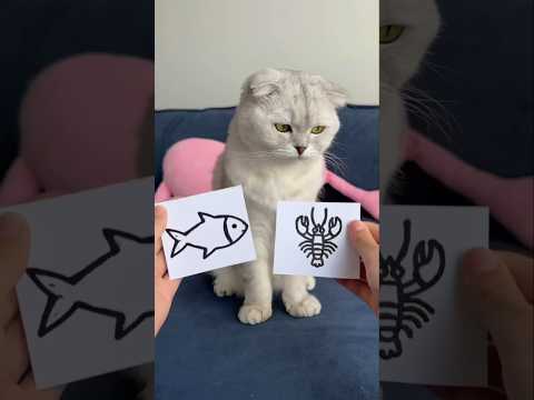 When Kitty asked her mistress for a crab toy #youtubeshorts #viralshort