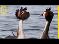 Comportement et Habitat des Grèbes