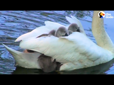 天鵝照顧小天鵝Swan Mom Carries ALL Her Babies Under Her Wing | The Dodo - YouTube(1分01秒)