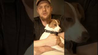 Jack Russell Terriers Are Attractive, Good Looking, Cute Dogs