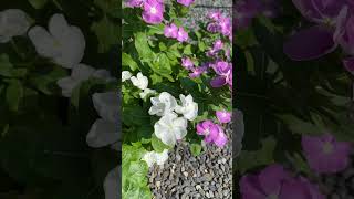 Beautiful poisonous flowers. Madagascar Periwinkle. 美しき猛毒の花 マダガスカル・ペリウ