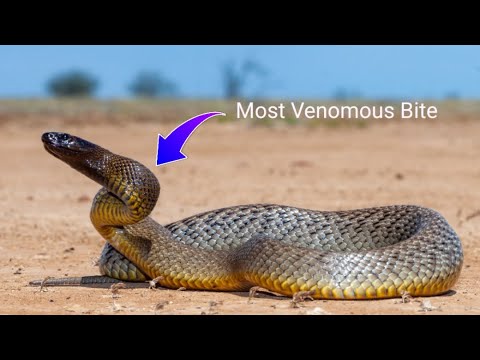 BITTEN by a Venomous Inland Taipan