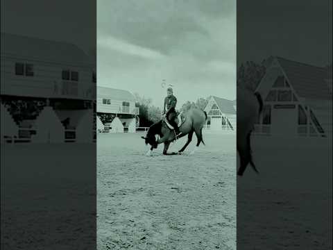 Horse trainer Dubai #horse #equestrian #horsepower