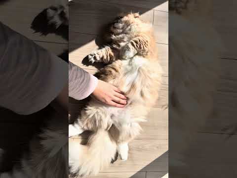 無防備な猫を撫でたら罠でした…#猫 #cat #おこしし