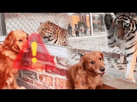 Funny Dog | The dog is scared, is it too late to leave now?😨😨😨#Cuihuastory #Cute Pet