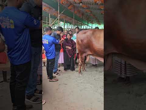 দয়াবান ক্রেতার অপেক্ষায় শেফালী আপা বড় গরু লাল মাস্তান গাবতলী হাঁটে।