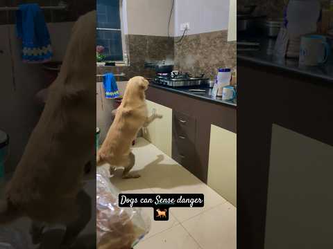 Dog Warns For Danger 😯// Smart Dog #goldenretreiver #pets
