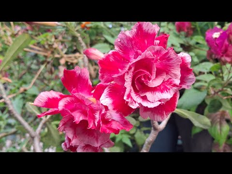 La mejor manera de germinar sembrar semillas de Adenium rosas del desierto
