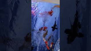 Koi carp hungry for food
