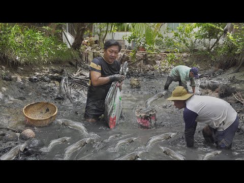 Tát đìa lâu năm, lấy "BAO TẢI" mang cá về! | Chuyện Phương Kể