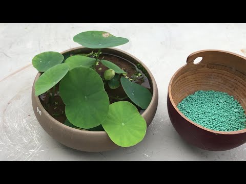 Fertilize small lotus in pots to get more flowers