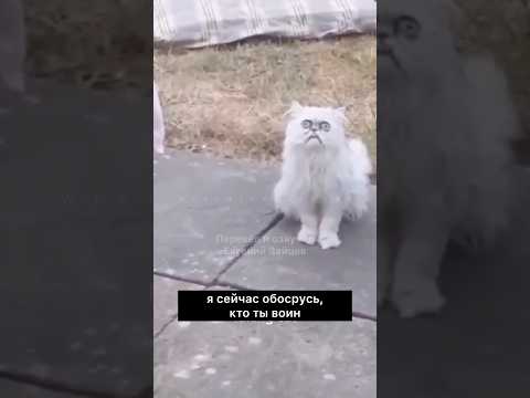 Самый странный кот в мире  @Wierdlookingcat