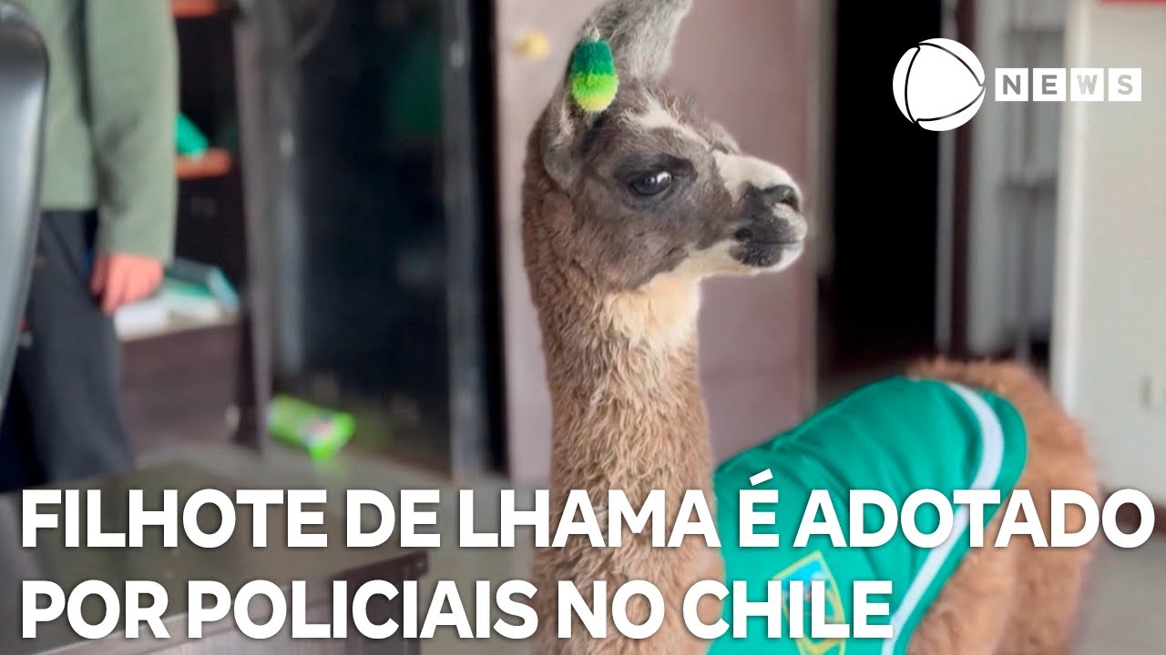 Filhote de lhama é adotado por policiais no Chile