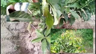 Esto es vida.... LITERAL
