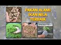 Nutritional Feeds for Nile Tilapia